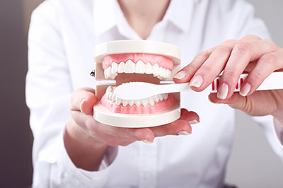 A person s hand holding a dental model with a toothbrush, set against a blurred background.